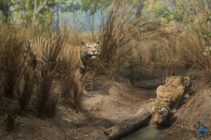 Museu História Natural