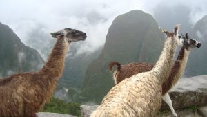 mochilao cusco machu picchu